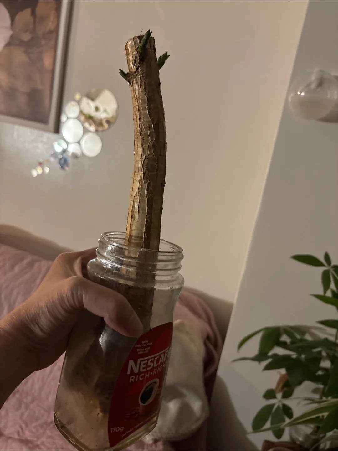 🧡Money Tree Cutting in Nescafe Jar thumbnail