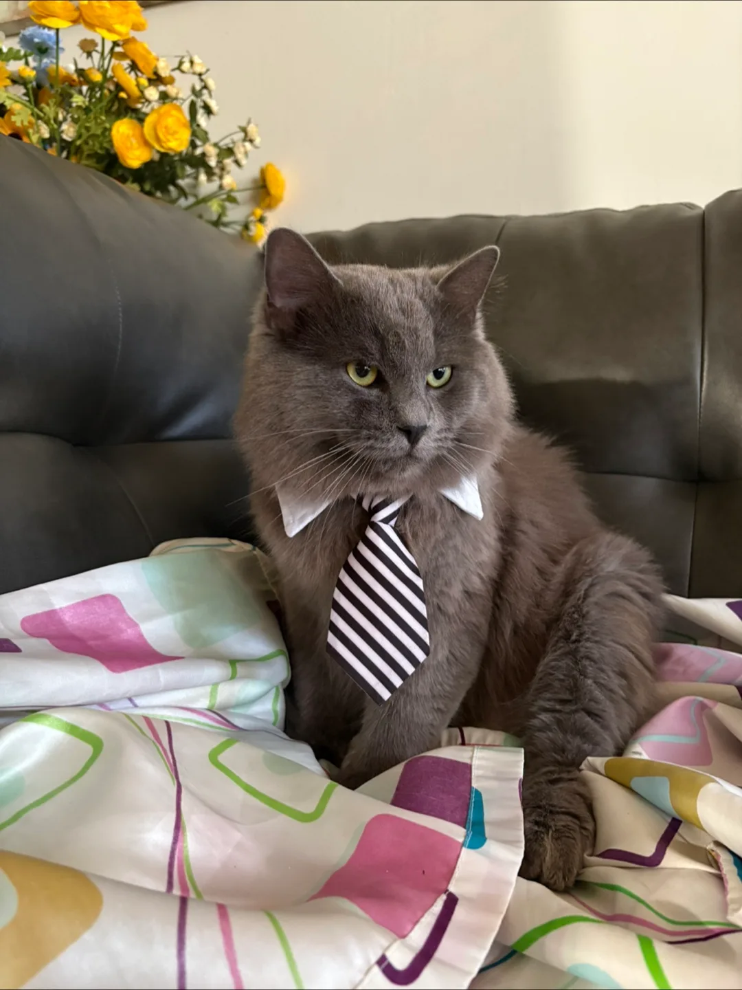 🧡Cat Collar with Tie - Black & White Stripes image indicator(2)