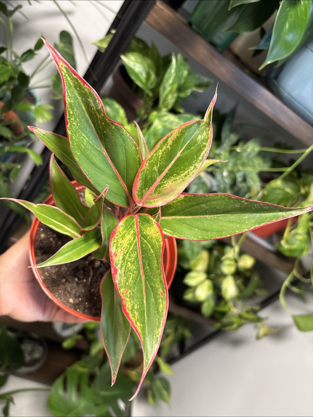 Aglaonema Plant 🪴 - photo 3