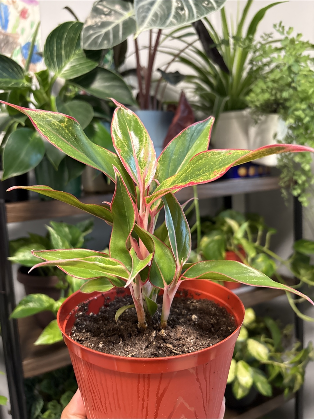 Aglaonema Plant 🪴 - photo 2