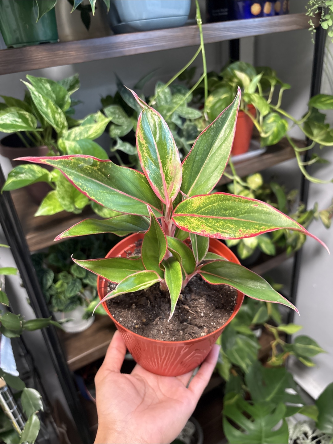 Aglaonema Plant 🪴