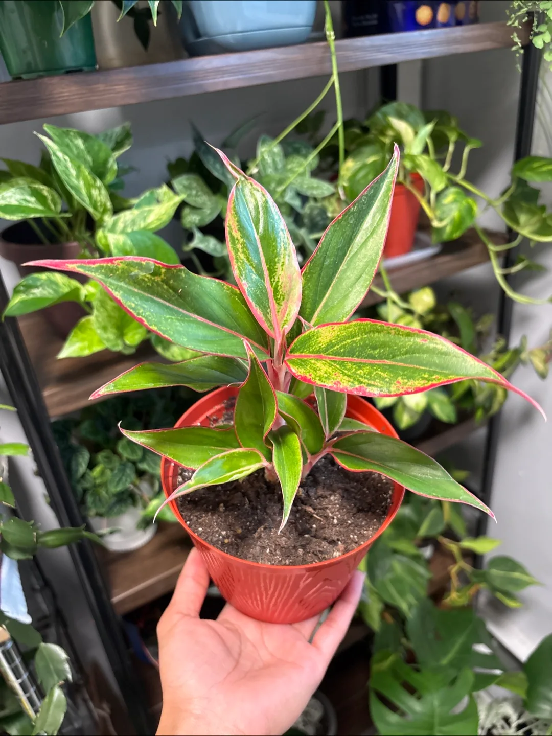 Aglaonema Plant 🪴