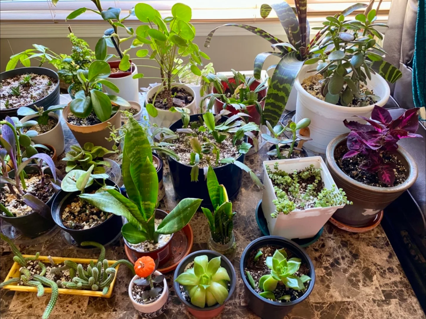 🧡 Selling lots of healthy indoor plsnts thumbnail