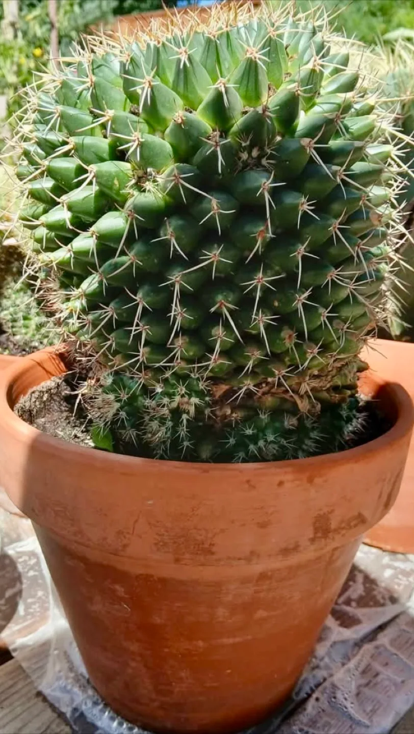 🧡 Potted Cactus in a Terracotta pot thumbnail