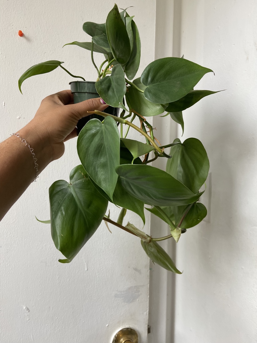 Heartleaf Philodendron Plant - photo 4