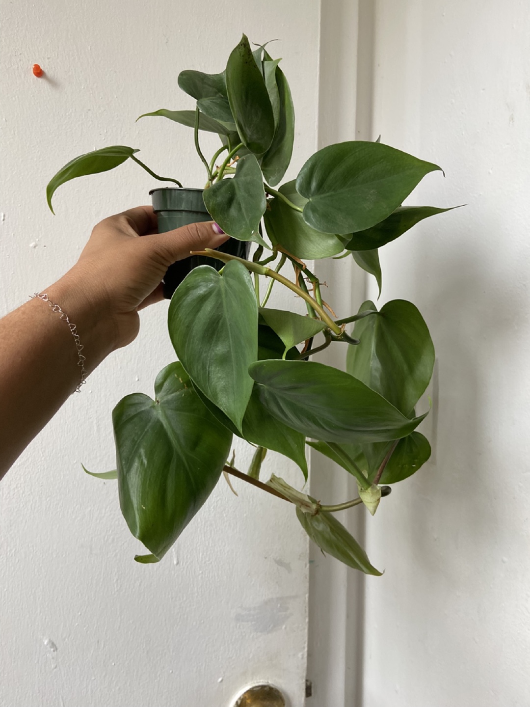 Heartleaf Philodendron Plant