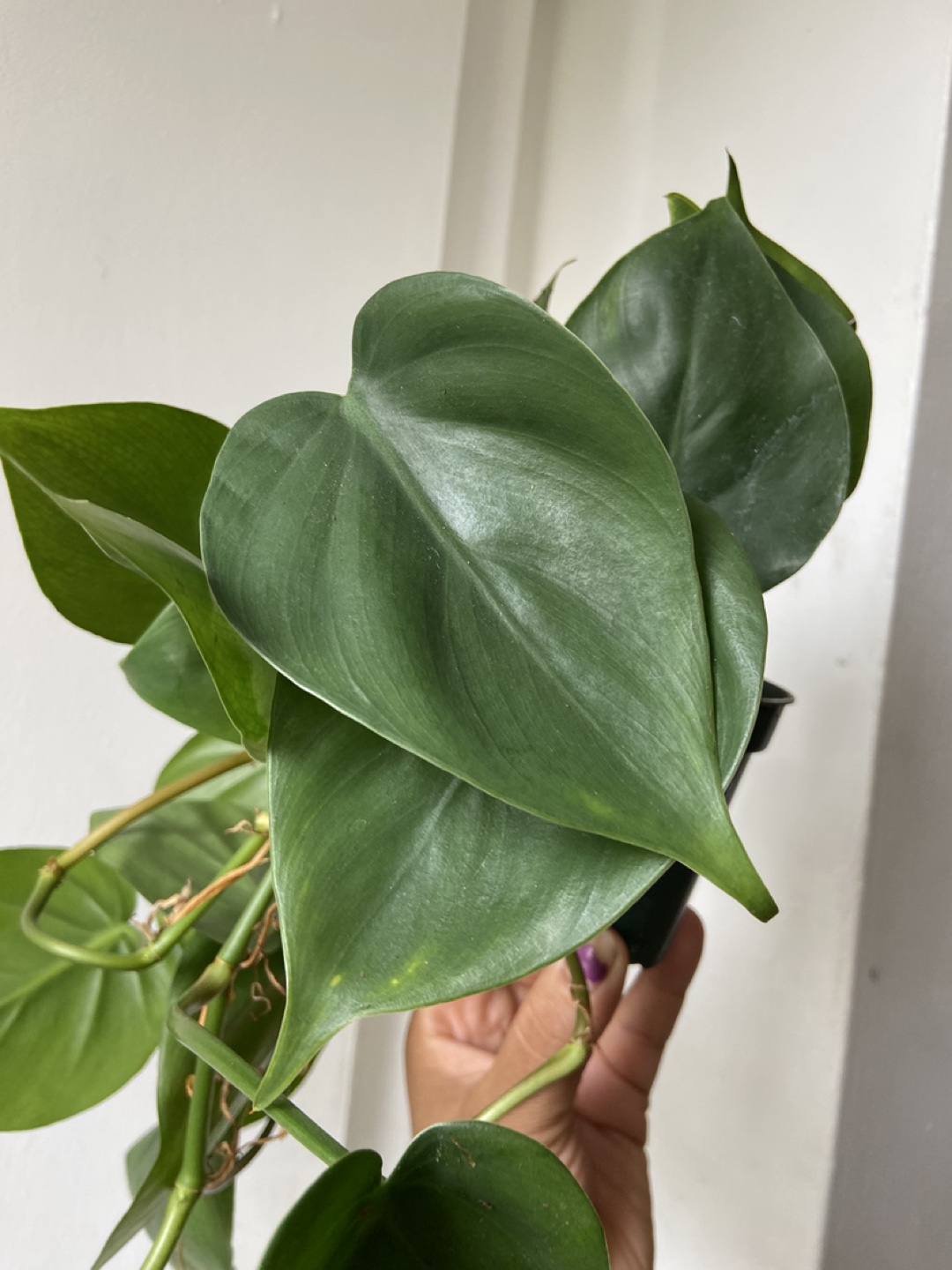 Heartleaf Philodendron Plant - photo 3