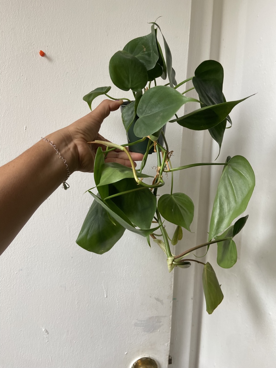 Heartleaf Philodendron Plant - photo 2