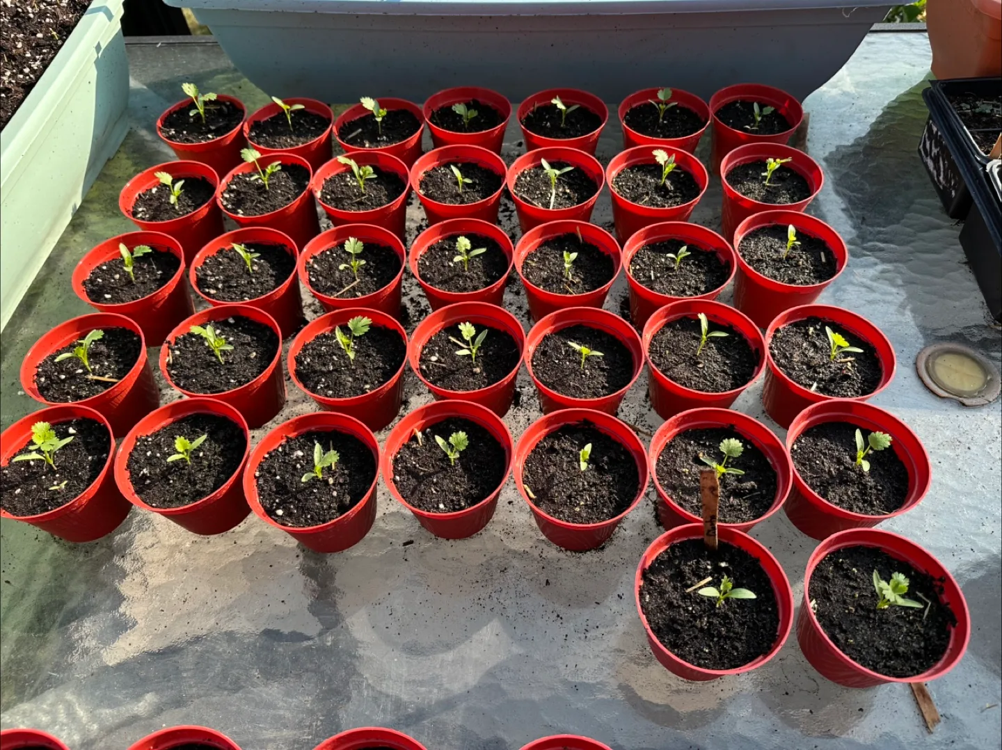 Herb Plants For Sale thumbnail