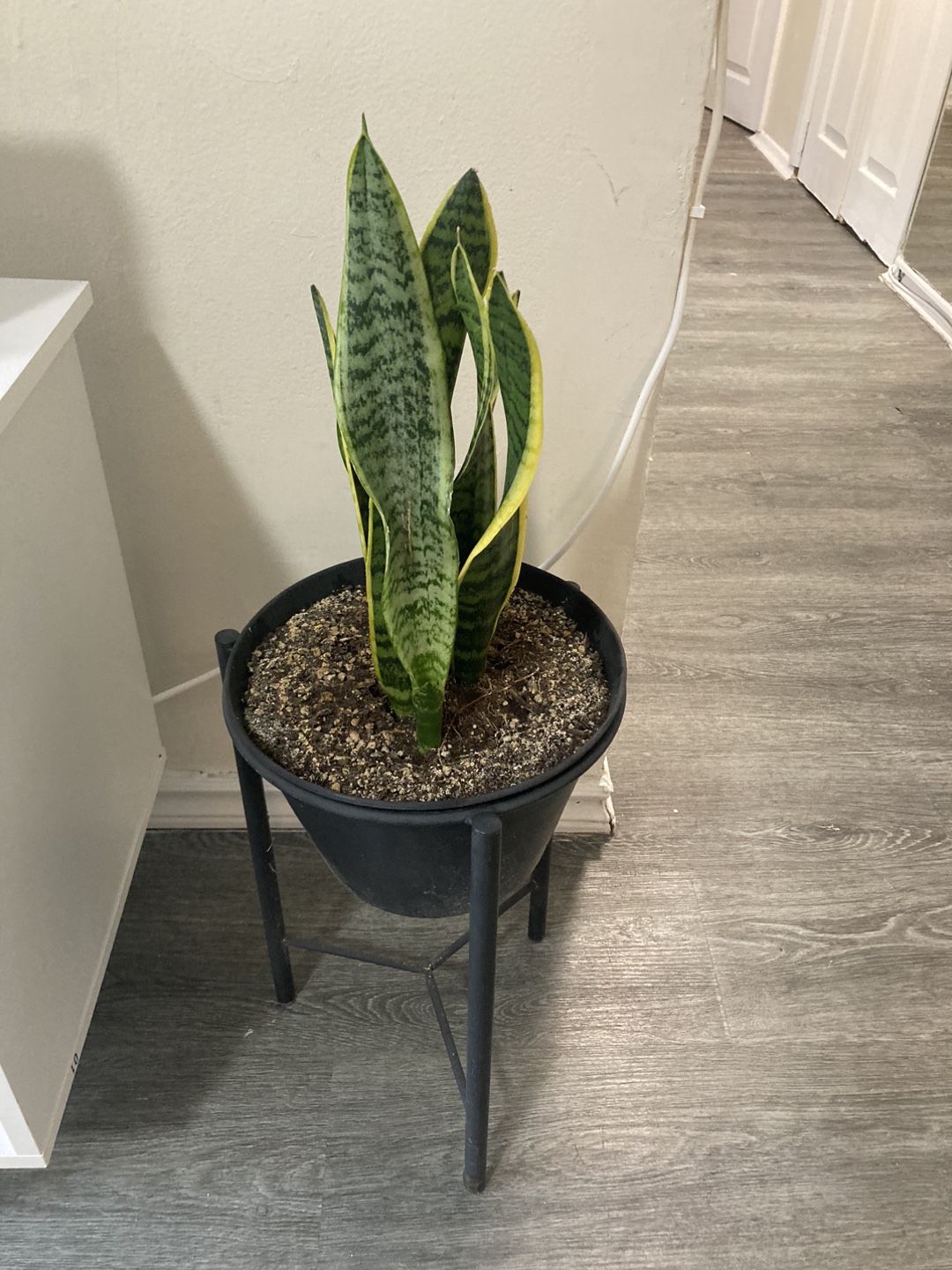 Snake Plant with Stand