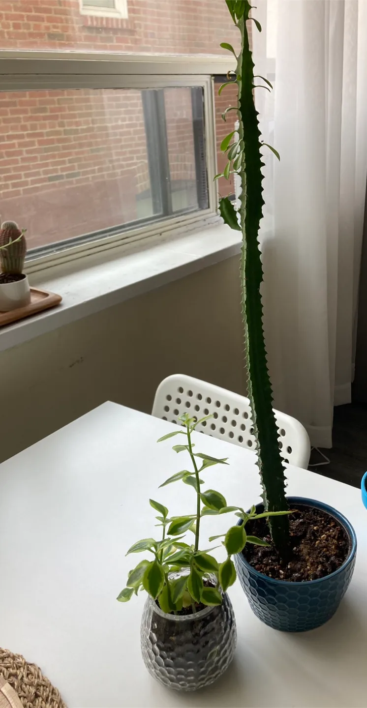 Plants thumbnail
