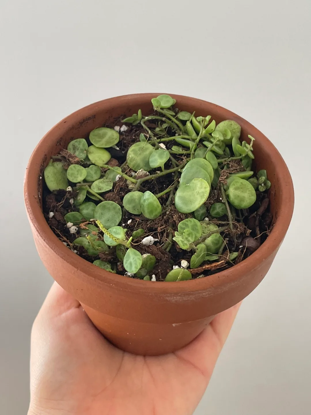 String of Turtles Plant in Terracotta Pot image indicator(3)