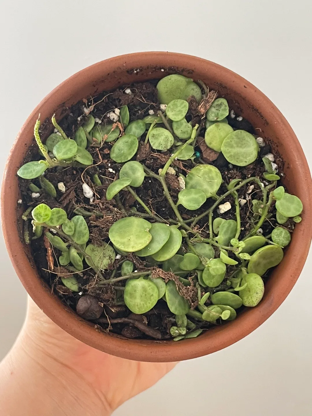 String of Turtles Plant in Terracotta Pot image indicator(2)