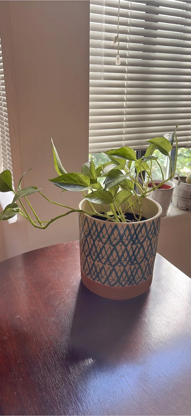 Potted Golden Pothos Plant
