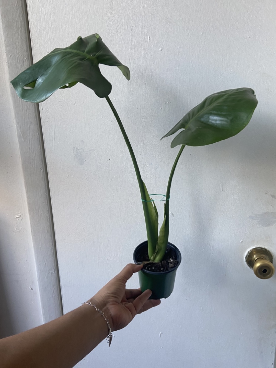 Monstera Plant - photo 2