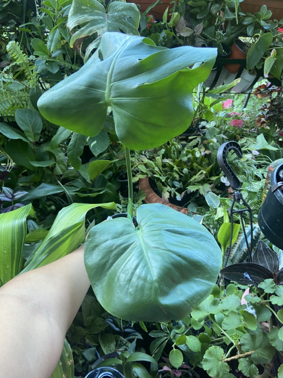 Monstera Plant