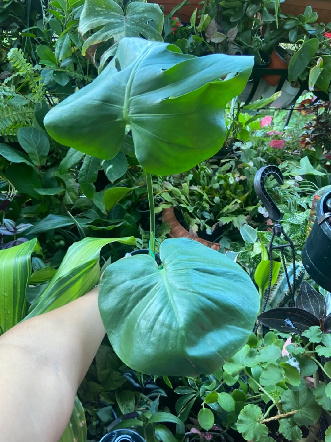 Monstera Plant thumbnail