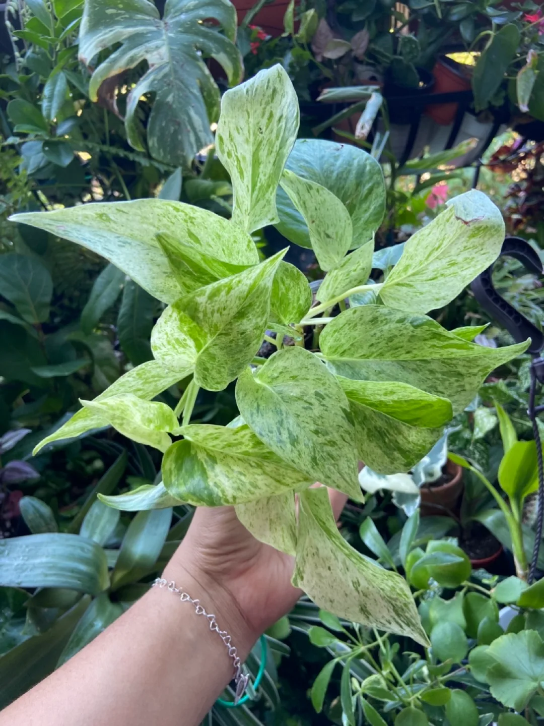 Marble Queen Pothos thumbnail