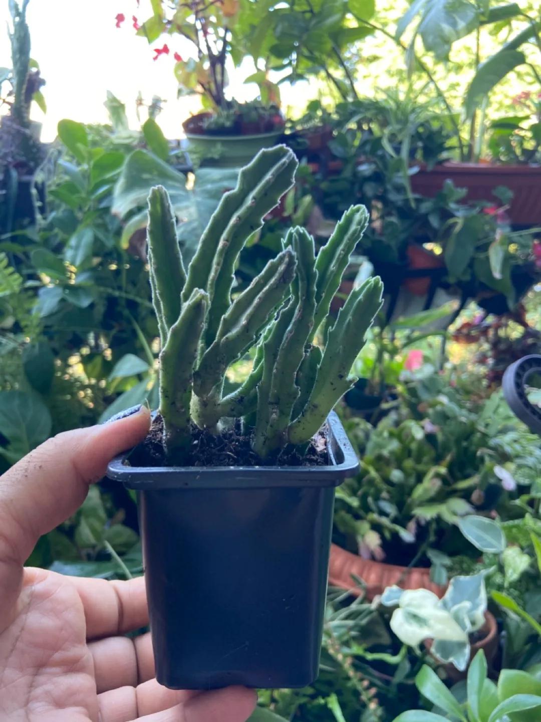 Stapelia thumbnail