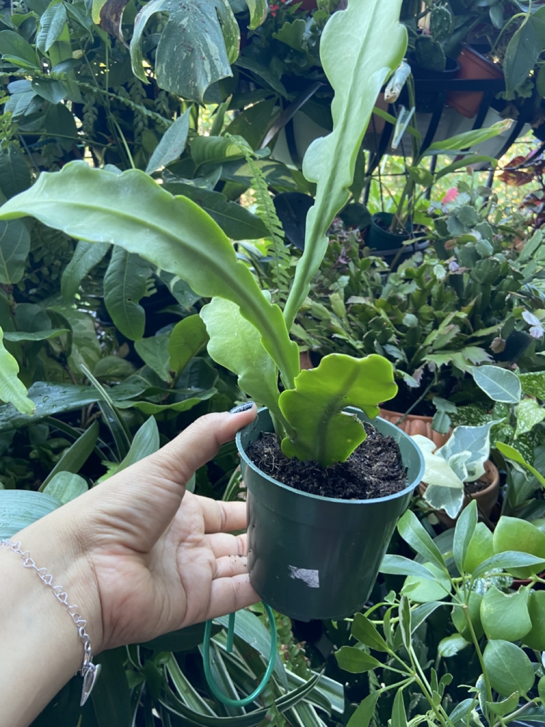 Queen of the night plant - photo 4