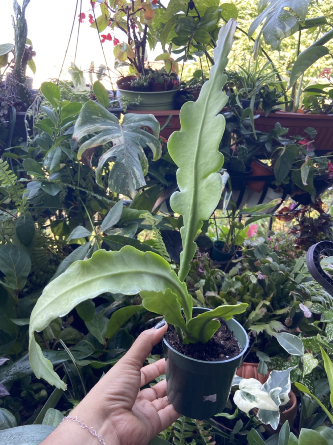 Queen of the night plant