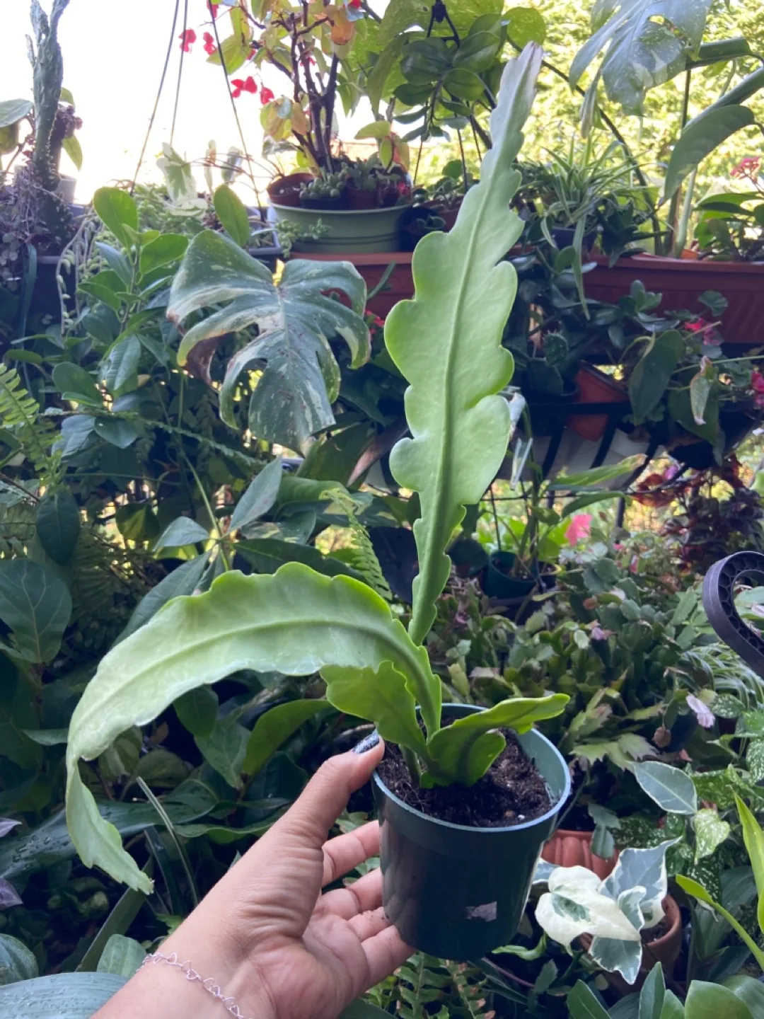Queen of the night plant thumbnail
