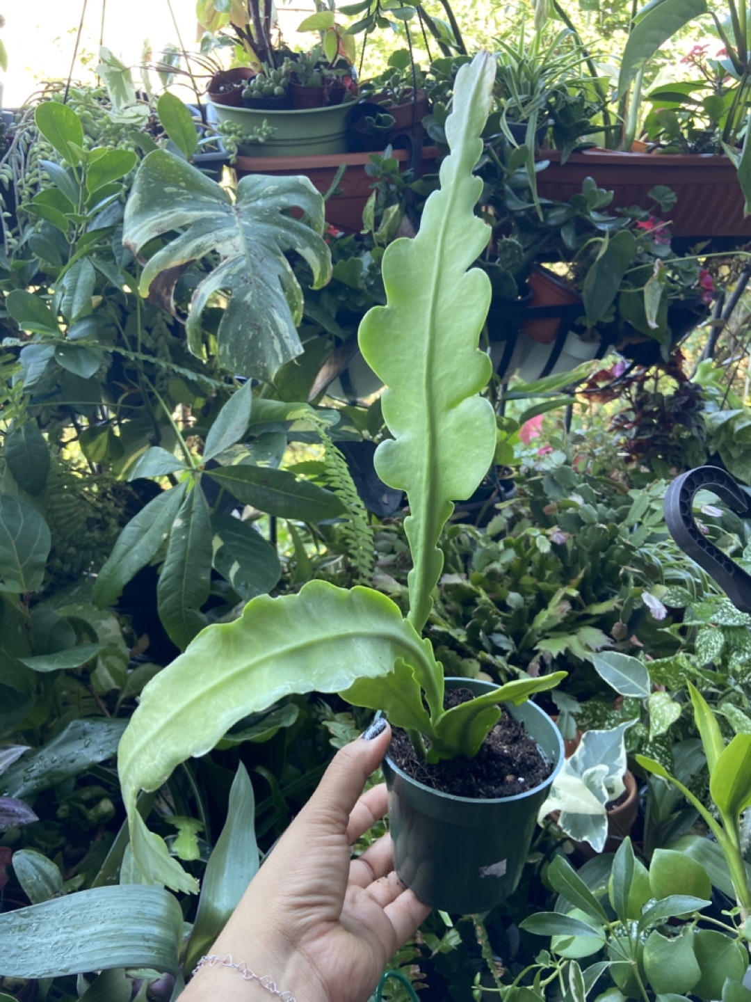Queen of the night plant - photo 2
