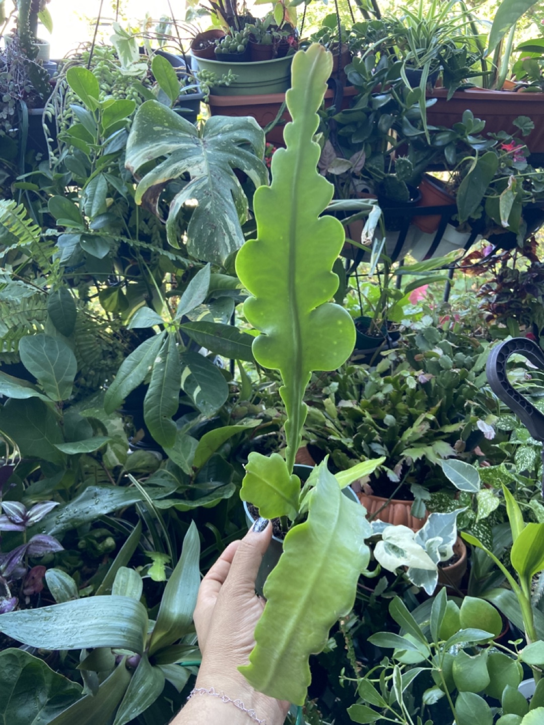 Queen of the night plant - photo 3