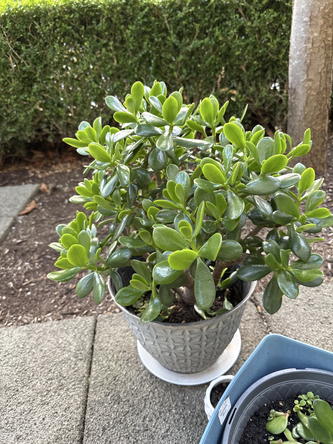 Jade Plant in Grey Pot