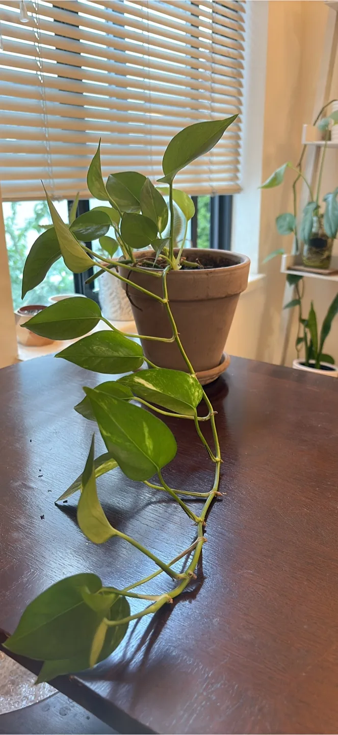 Pothos Plant in Terracotta Pot
