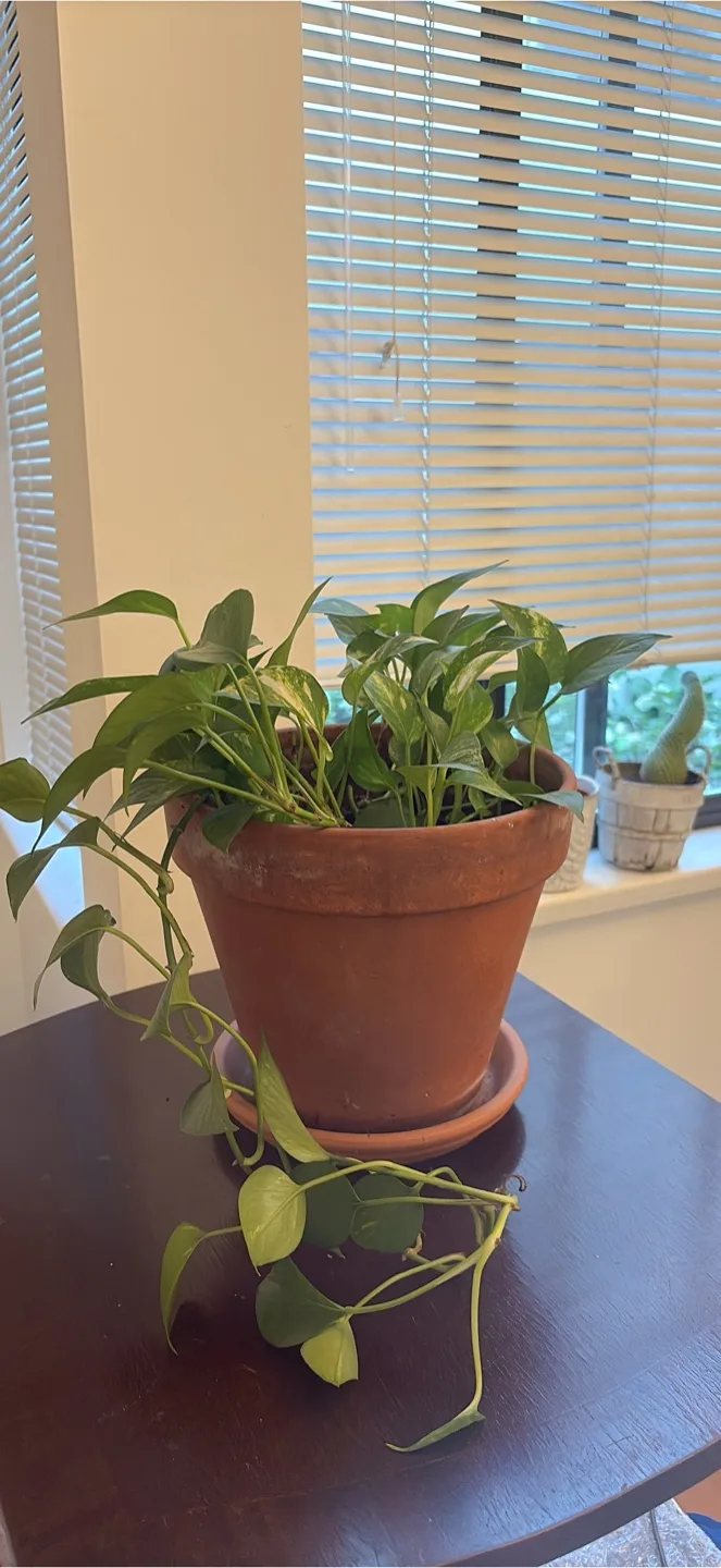 Potted Golden Pothos Plant