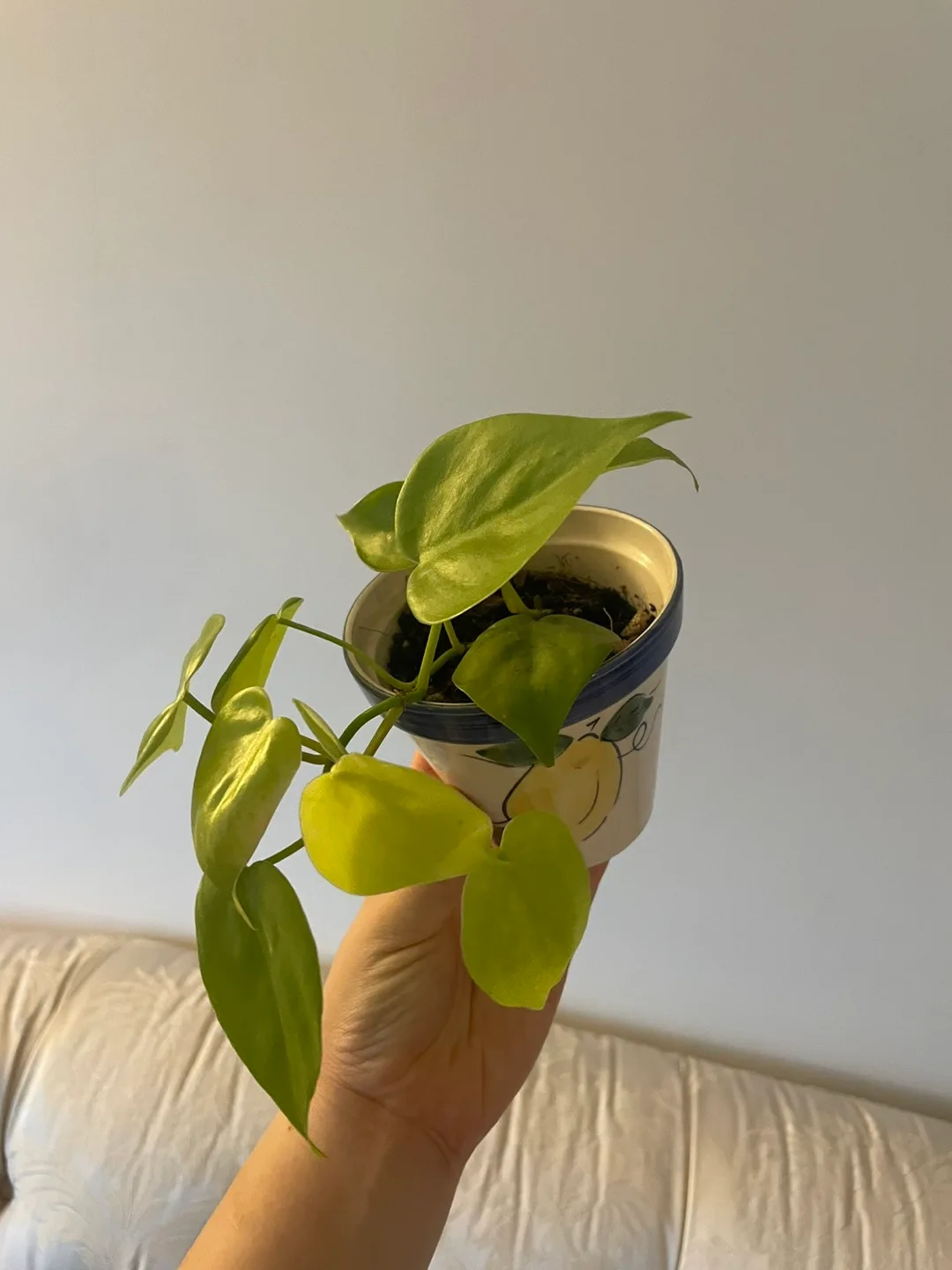 🌱 Philodendron Lemon Lime in Cute Pot 🍋 thumbnail