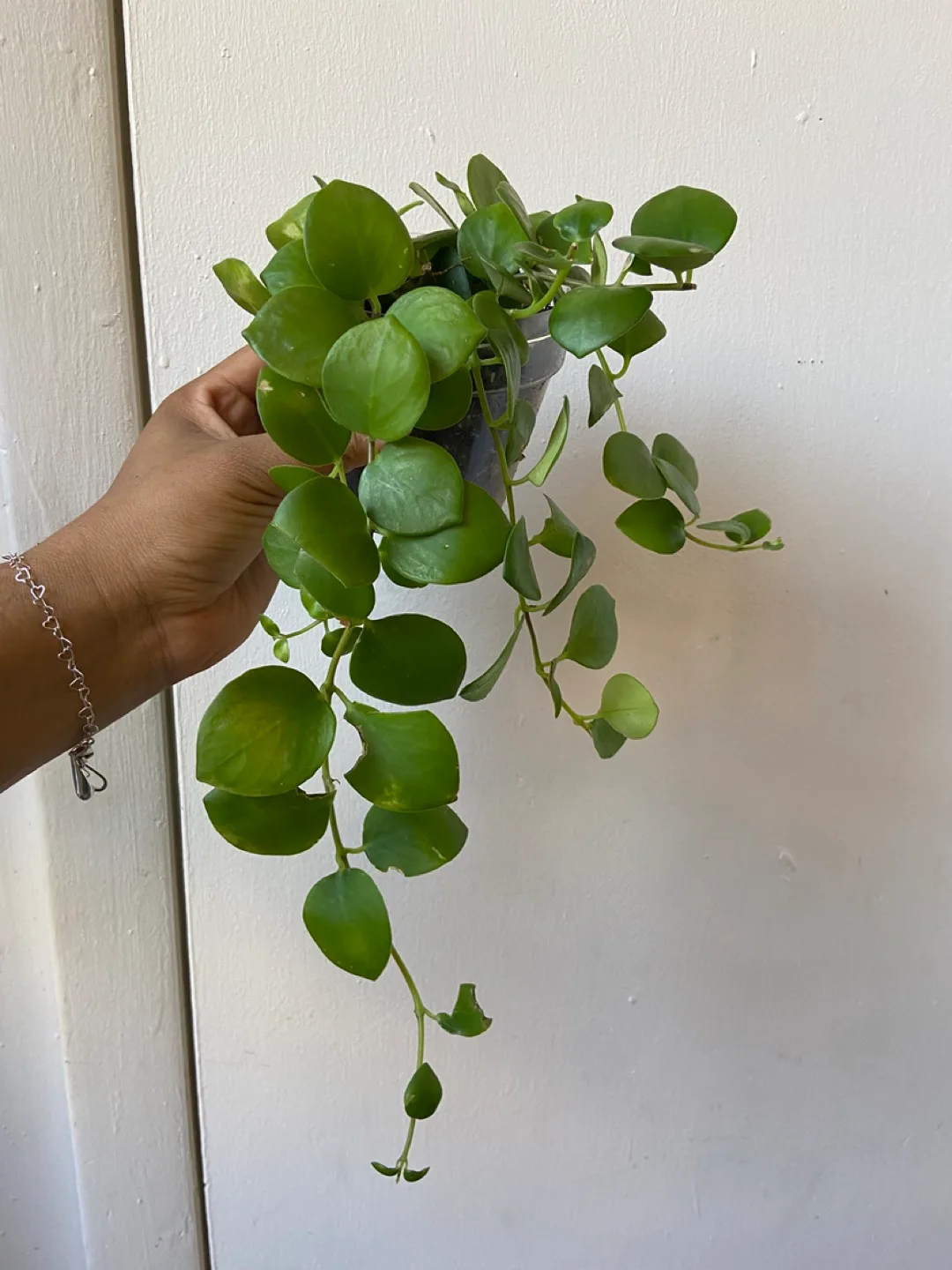 Lipstick plant thumbnail
