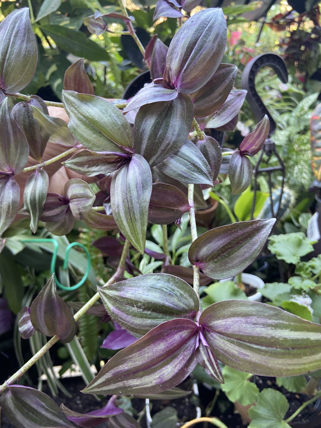 Tradescantia Zebrina Plant - photo 3