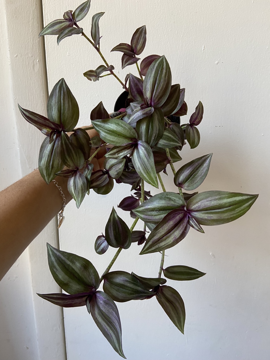 Tradescantia Zebrina Plant
