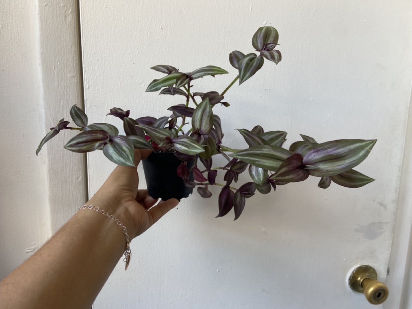 Tradescantia Zebrina Plant - photo 2