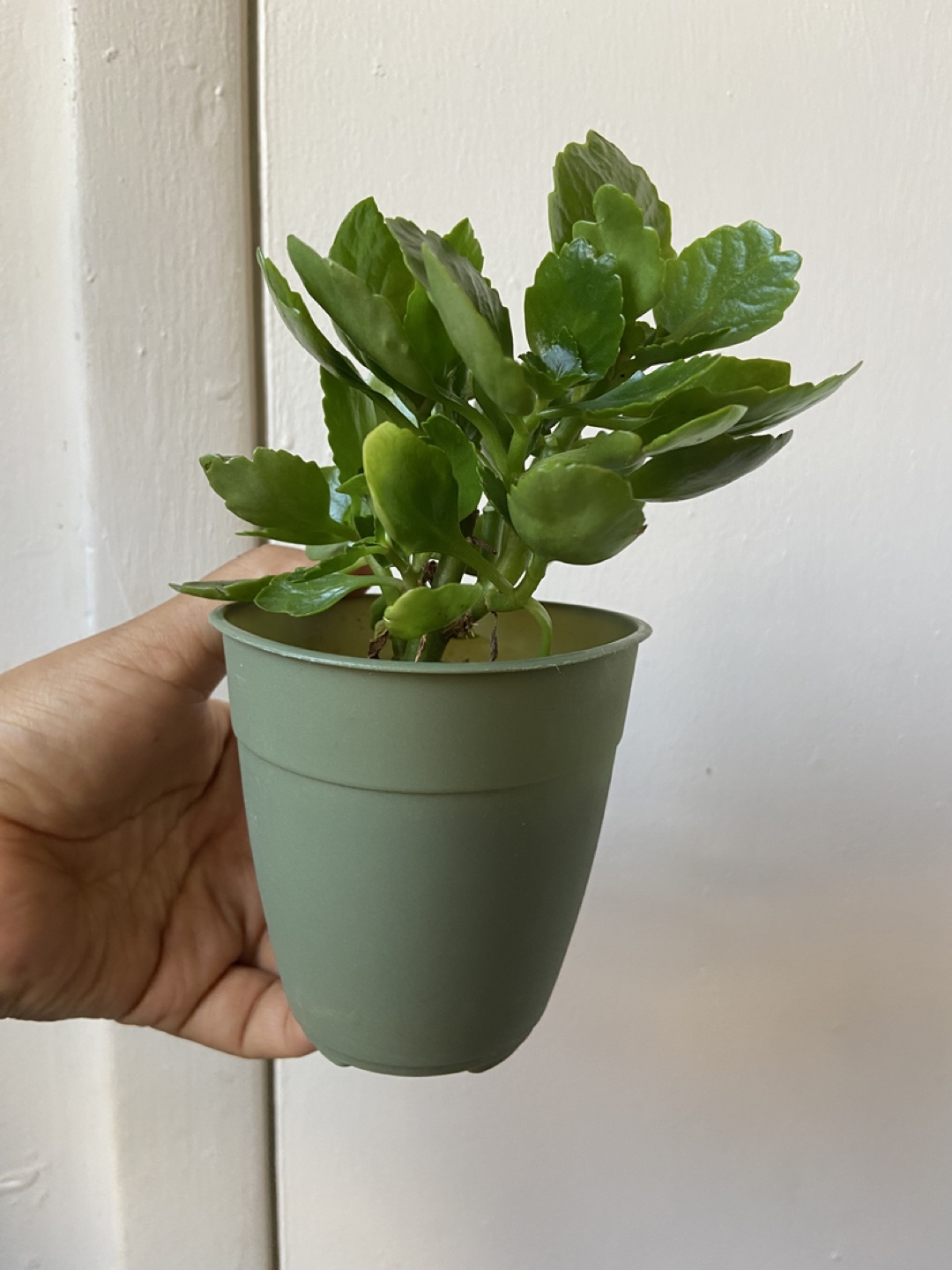 Kalanchoe Plant - photo 3