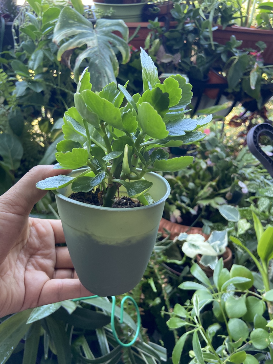 Kalanchoe Plant