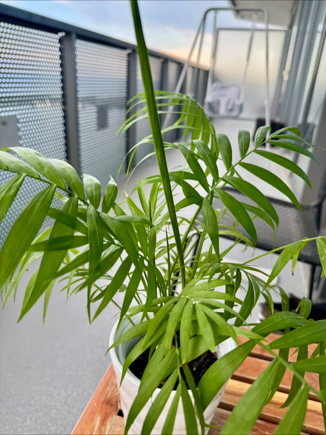 Parlour Palm Plant image indicator(2)