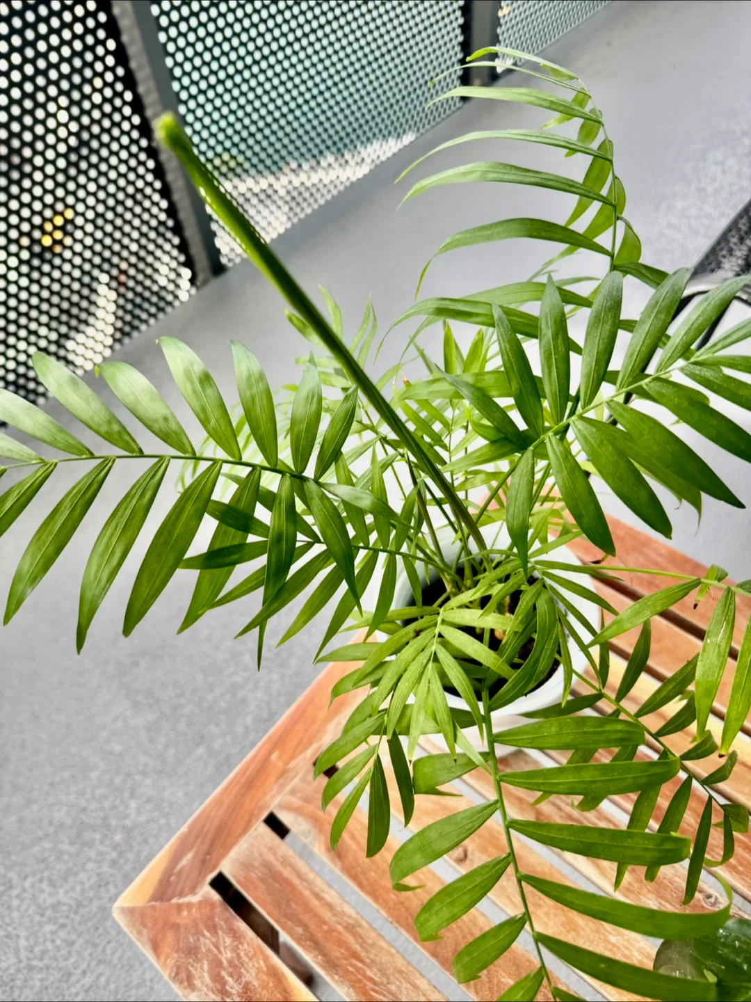 Parlour Palm Plant image indicator(4)