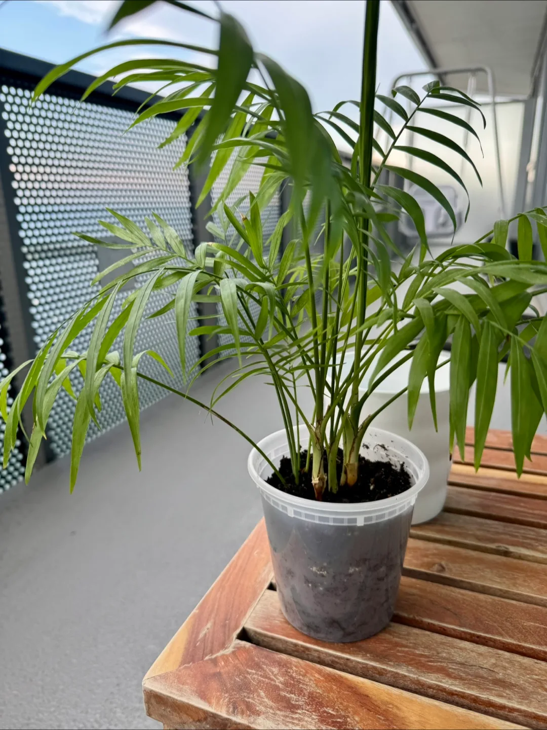 Parlour Palm Plant image indicator(3)