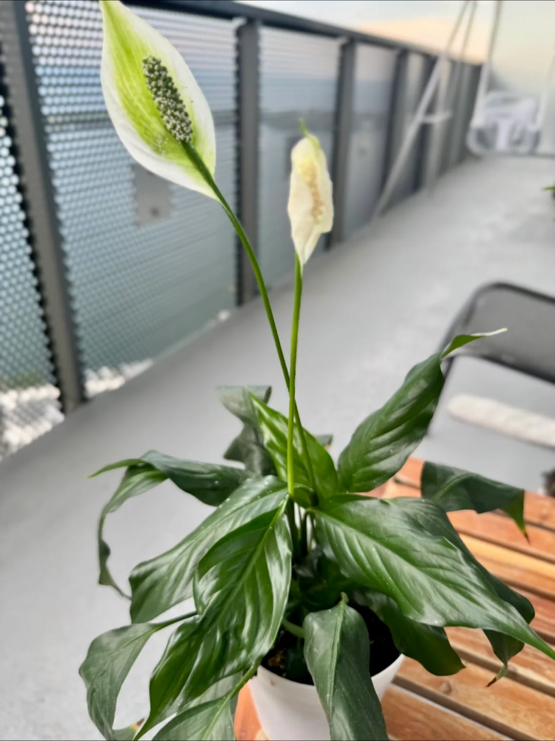 Peace Lily Plant image indicator(5)