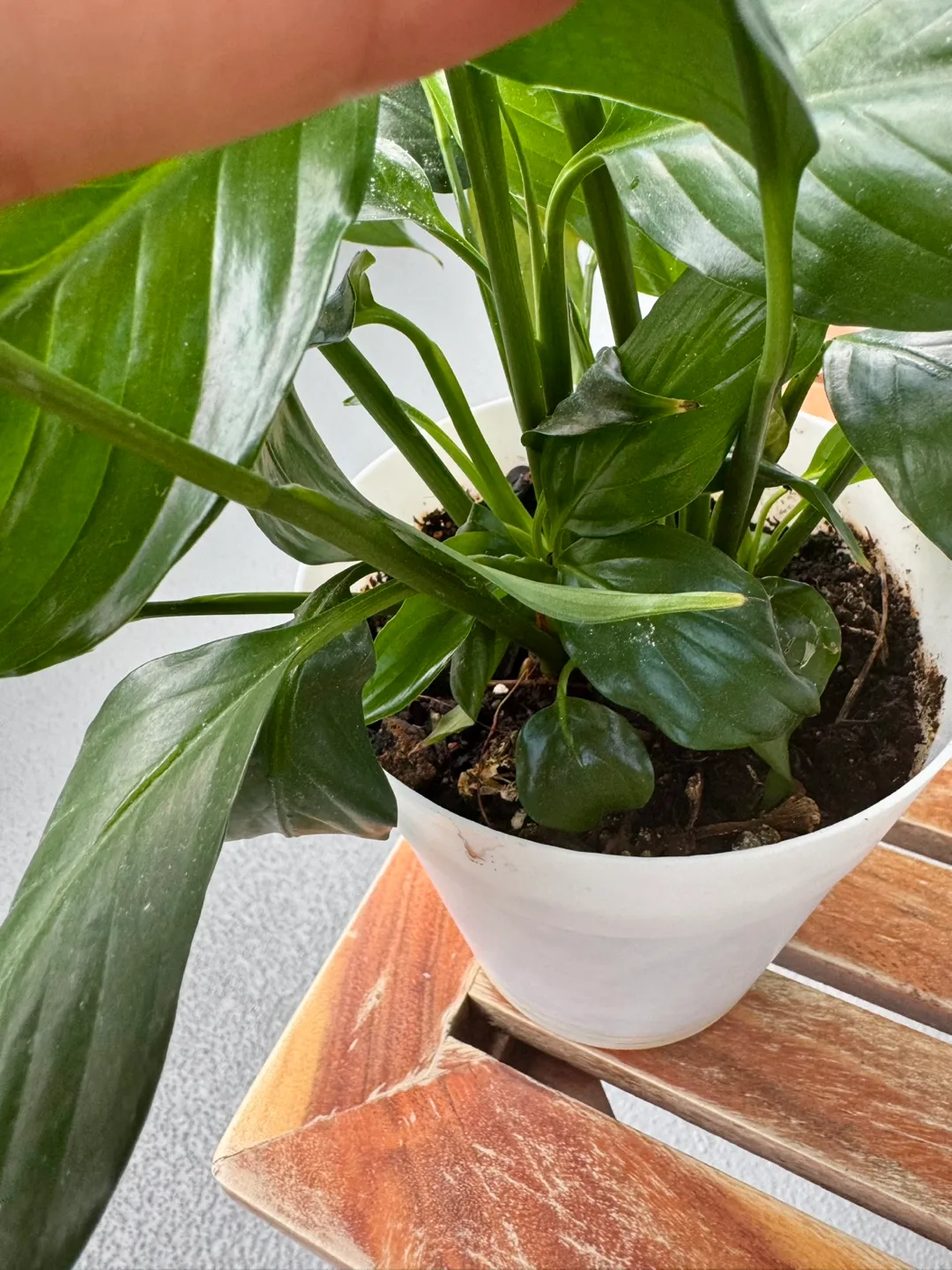 Peace Lily Plant image indicator(3)