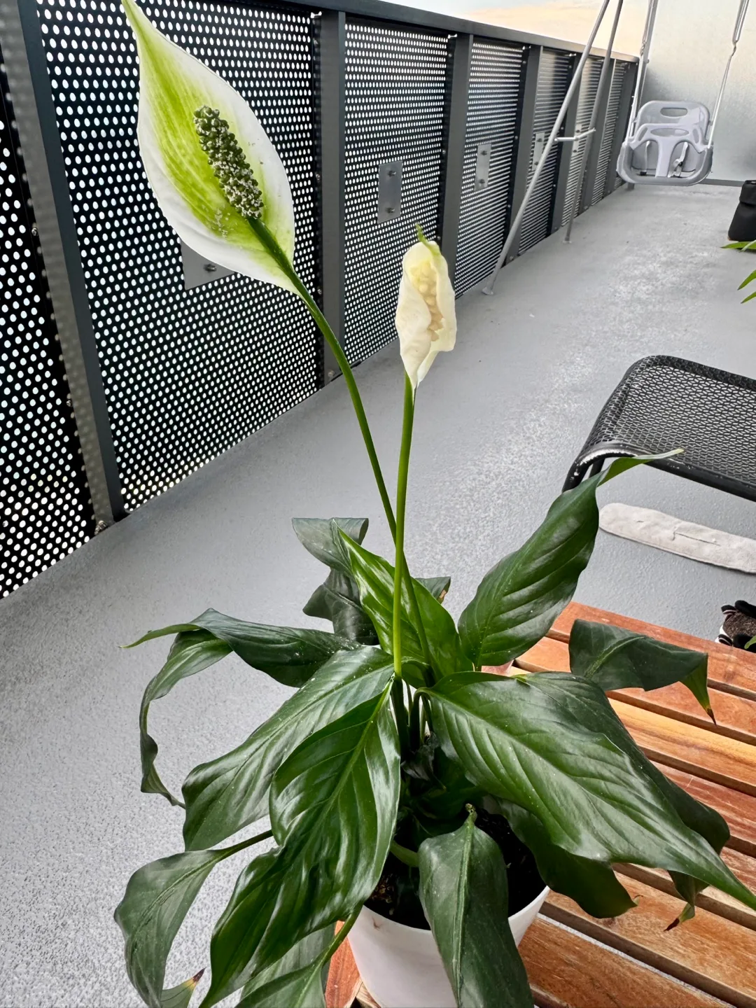 Peace Lily Plant image indicator(2)