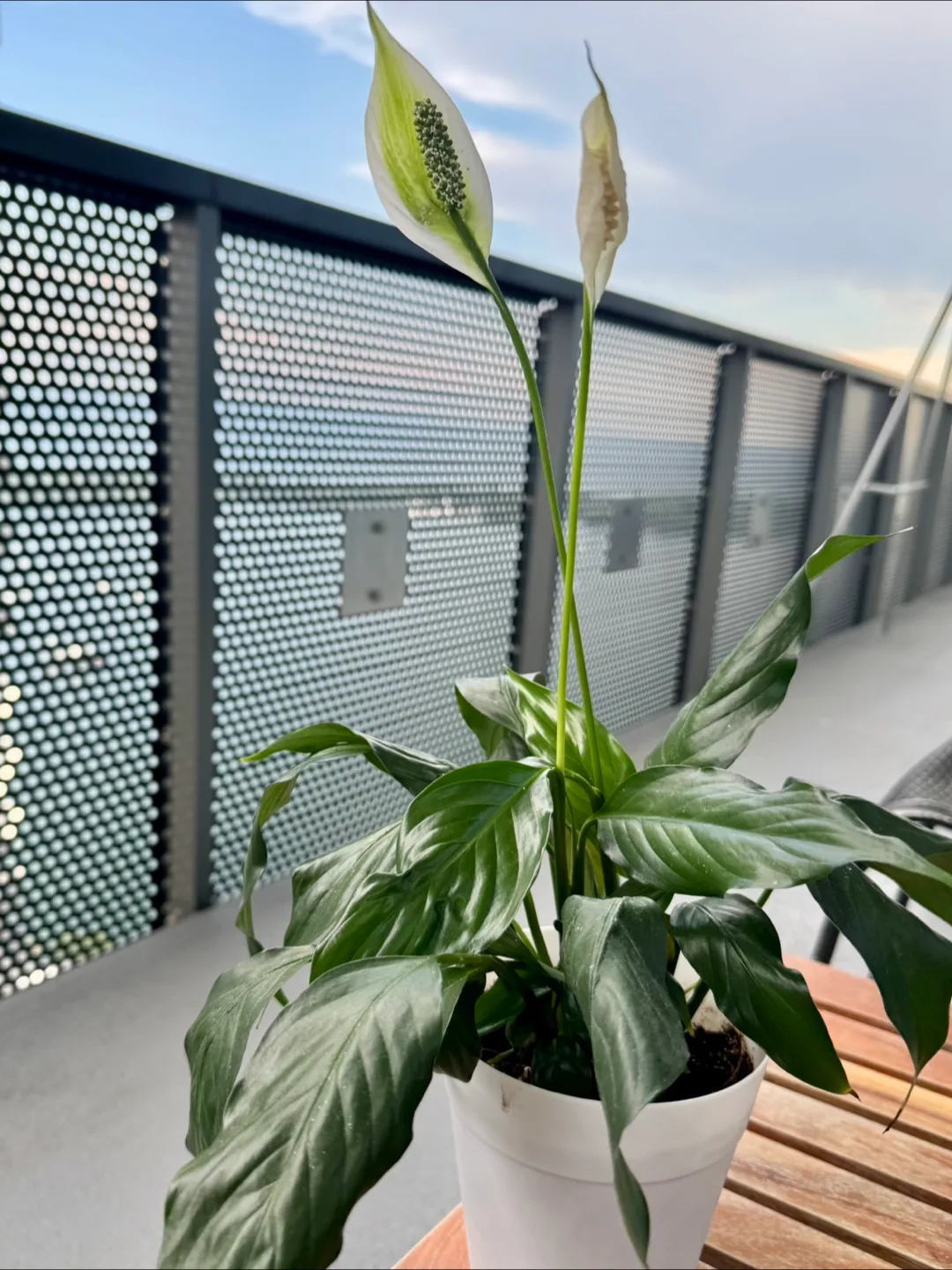 Peace Lily Plant image indicator(4)