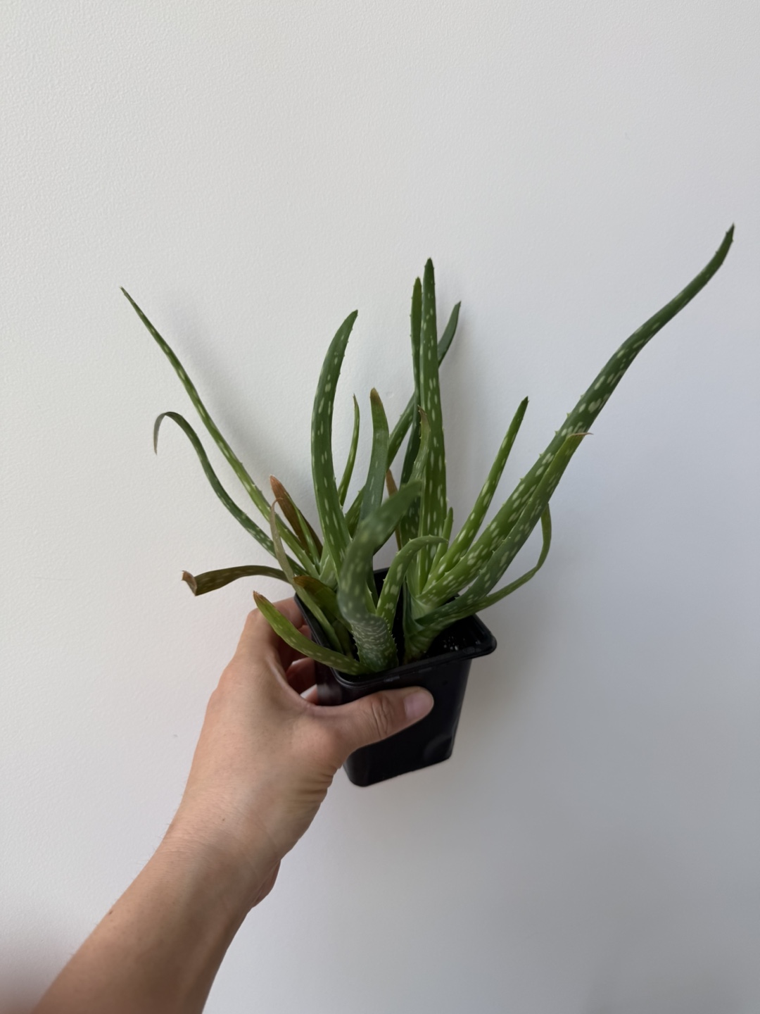 Aloe Vera Plants! FREE must go