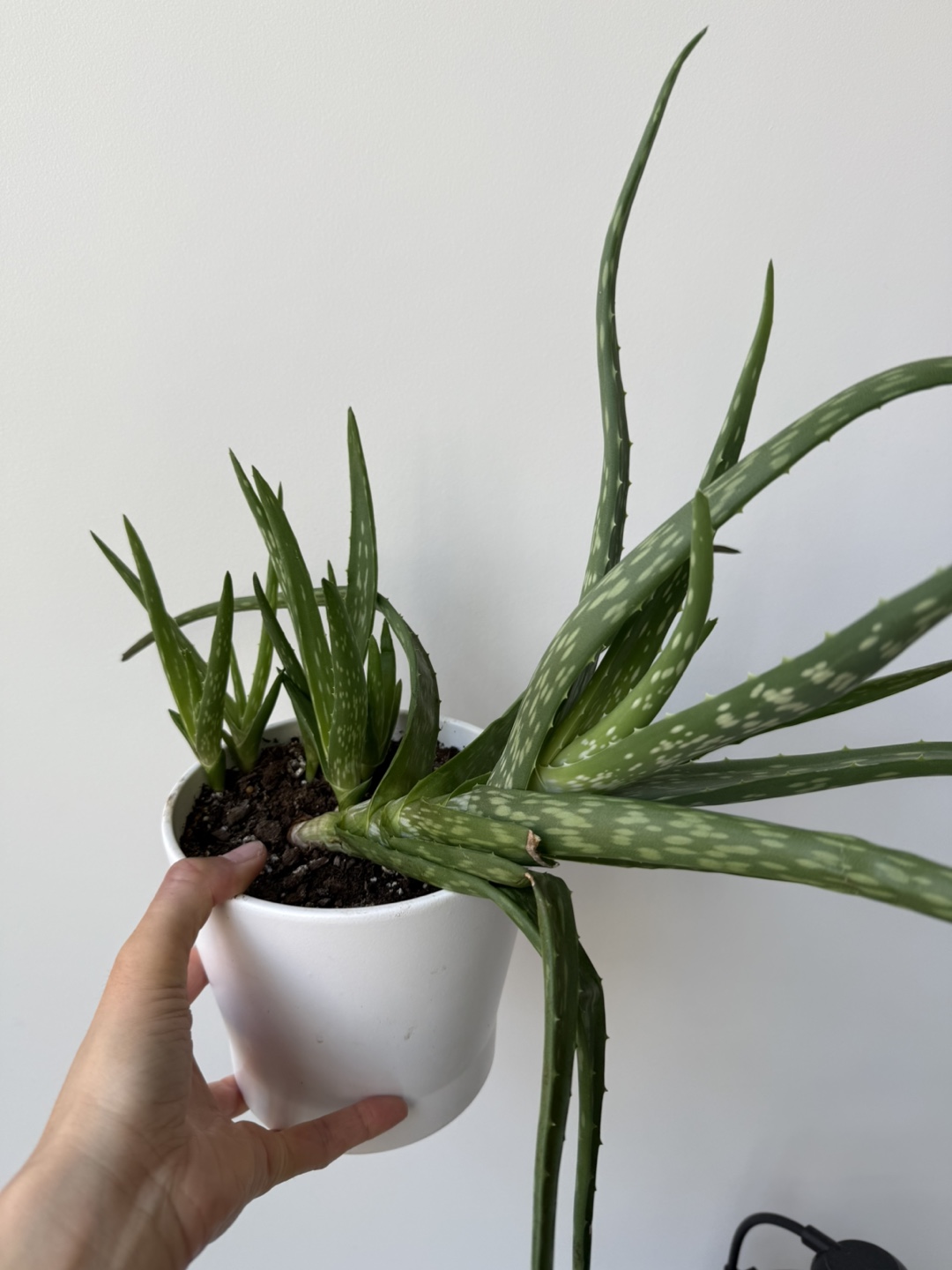 Aloe Vera Plants! FREE must go - photo 2