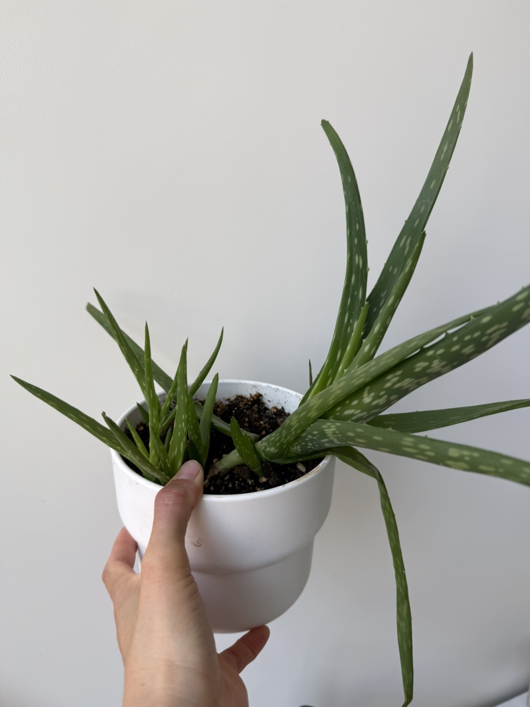 Aloe Vera Plants! FREE must go - photo 3