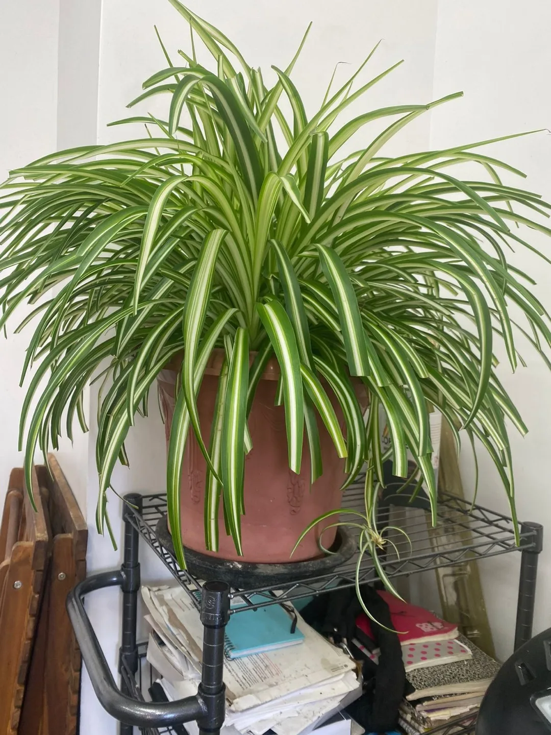 Plants and table with chairs image indicator(7)