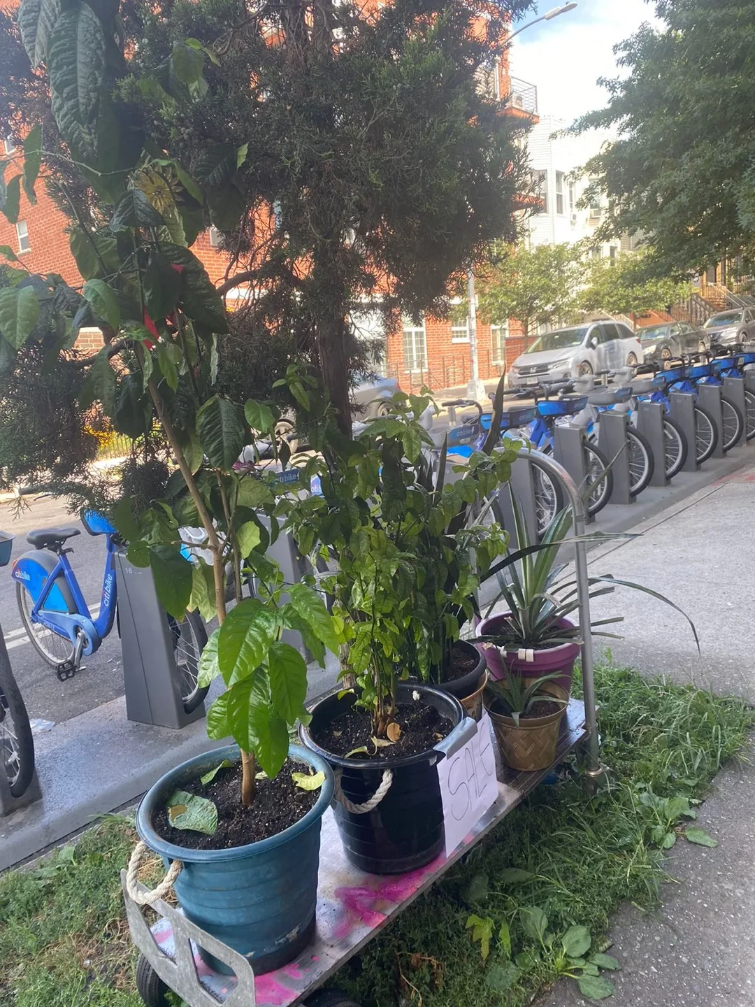 Plants and table with chairs image indicator(2)